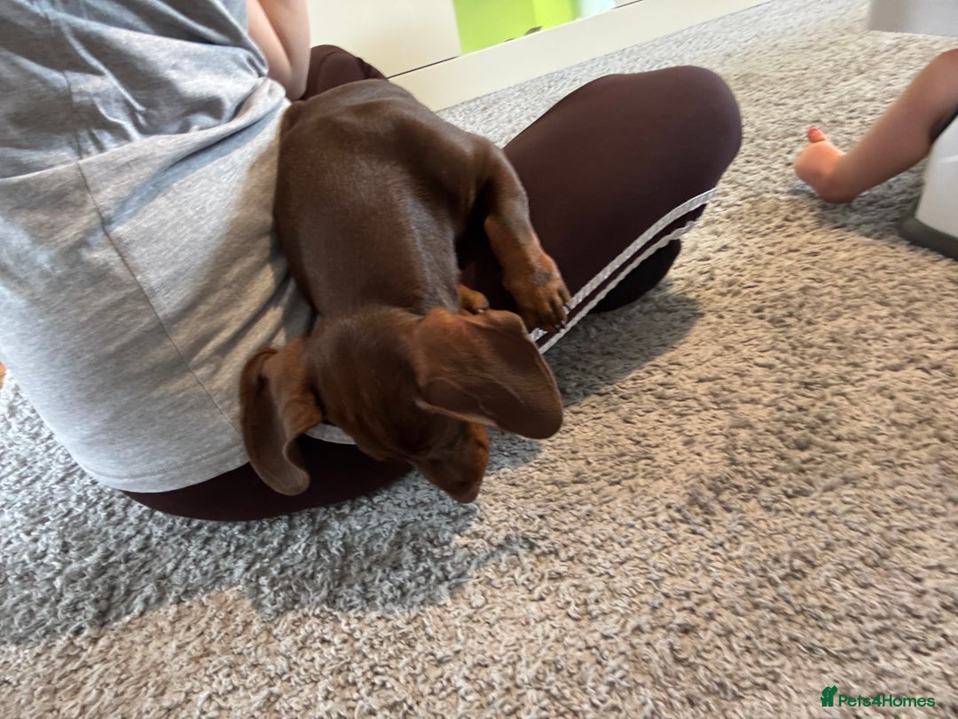 Dachshund dogs for sale: Puppy  - Image 4