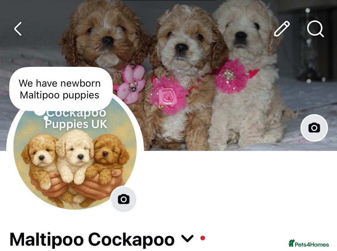 Maltipoo dogs for sale: True Mini Maltipoo F1 Puppies – Babyface Girls - Advert 18