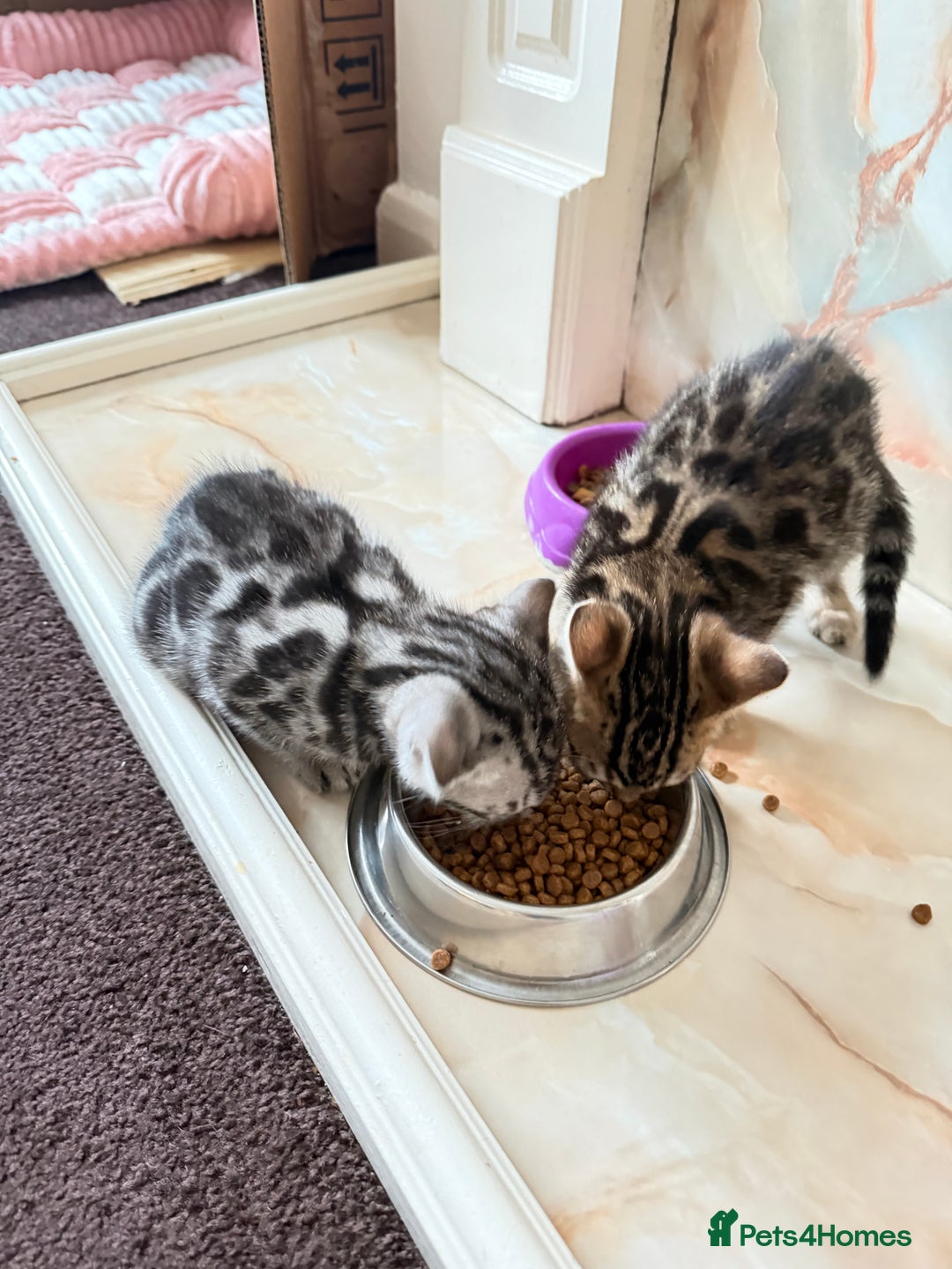 Bengal cats for sale: 🩶 BENGAL 🔥 KITTENS 🤍 TICA REGISTERED  - Advert 38