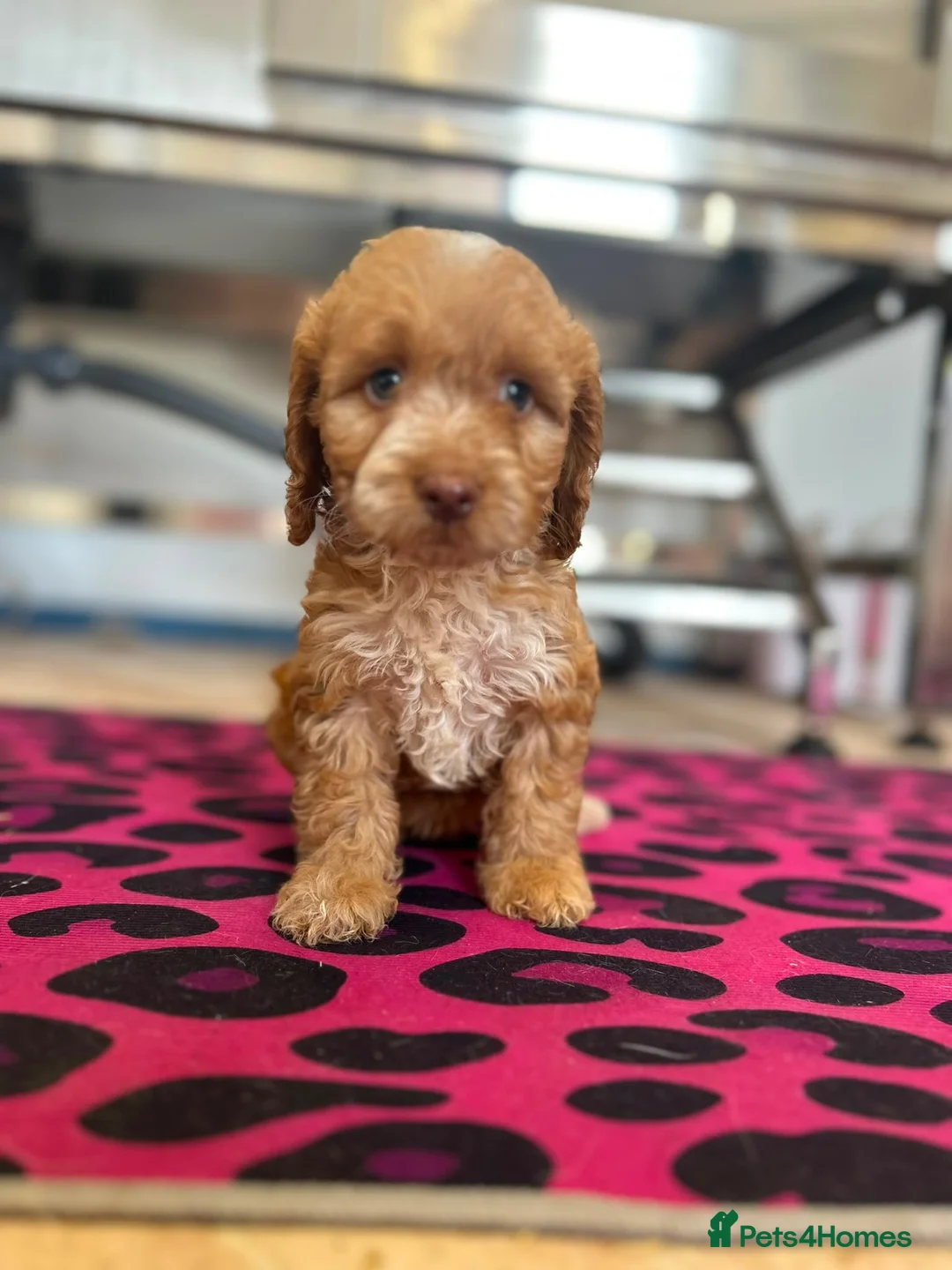 Cockapoo dogs for sale: F1 cockerpoo  - Advert 2
