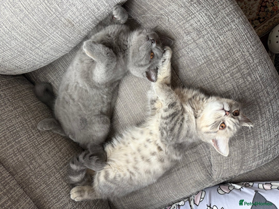 British Shorthair cats for sale: British shorthair  - Image 3