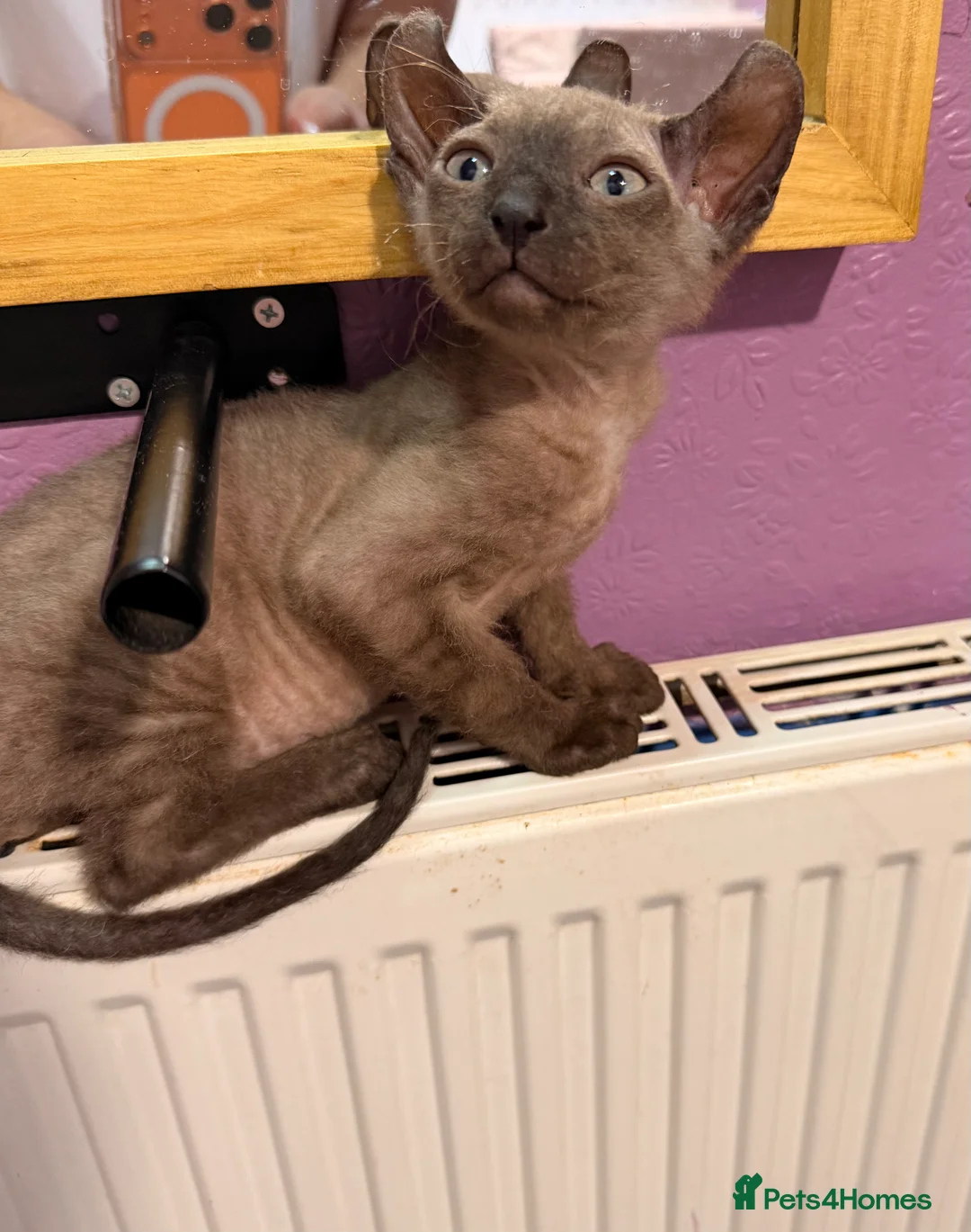 Mixed Breed cats for sale: 2 beautiful Velour Sphynx boys left 🤎🖤 - Advert 9