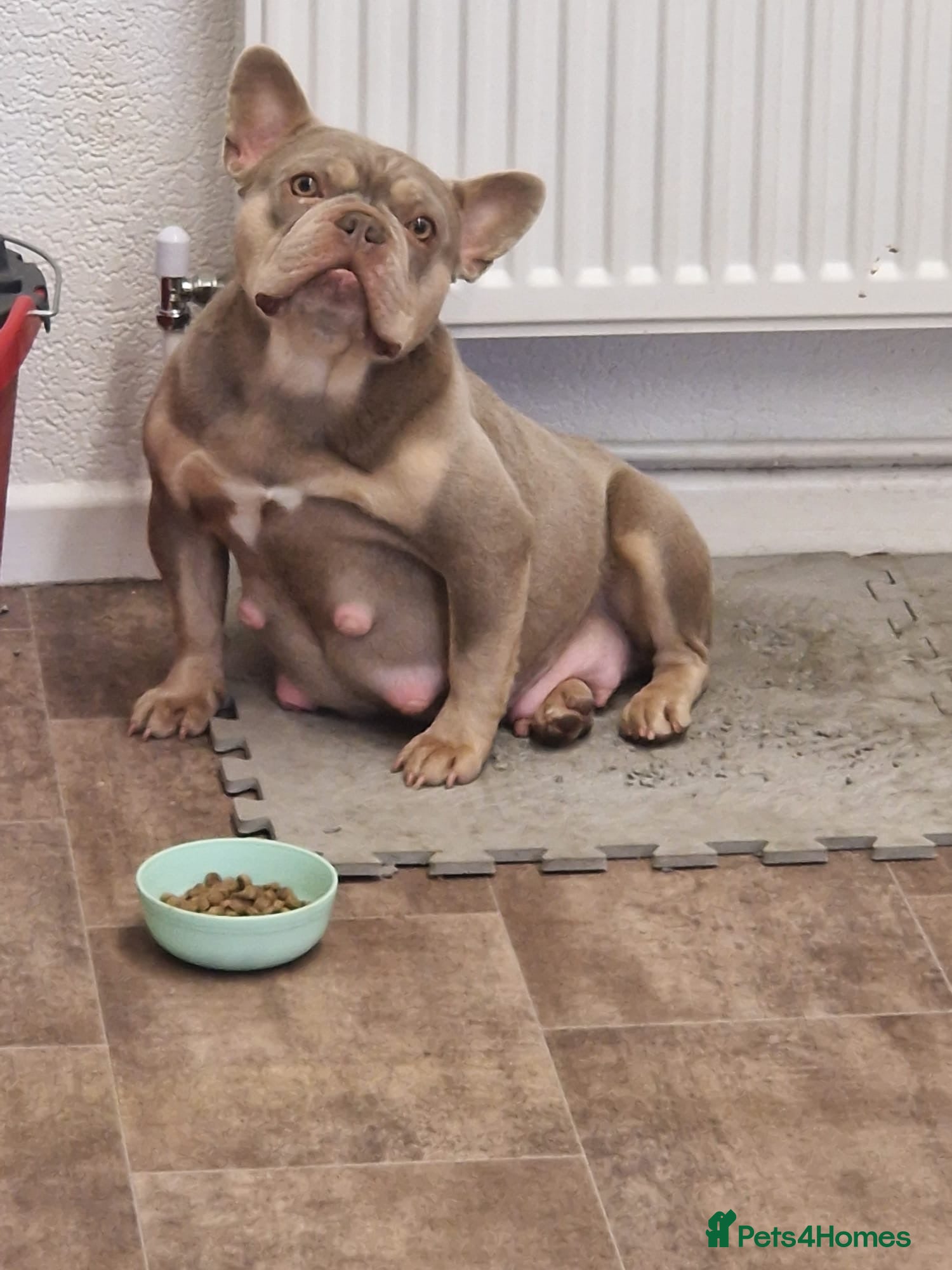 French Bulldog dogs French bulldog lilac colour  - Advert 1