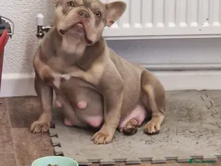 French Bulldog dogs French bulldog lilac colour - Advert 1