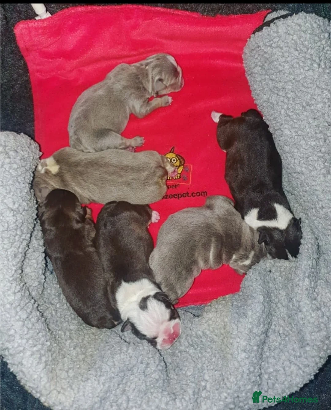 English Bulldog dogs for stud: *ROGUEROYALES Stud Valentino* Health Tested Clear in Wolverhampton - Advert 12