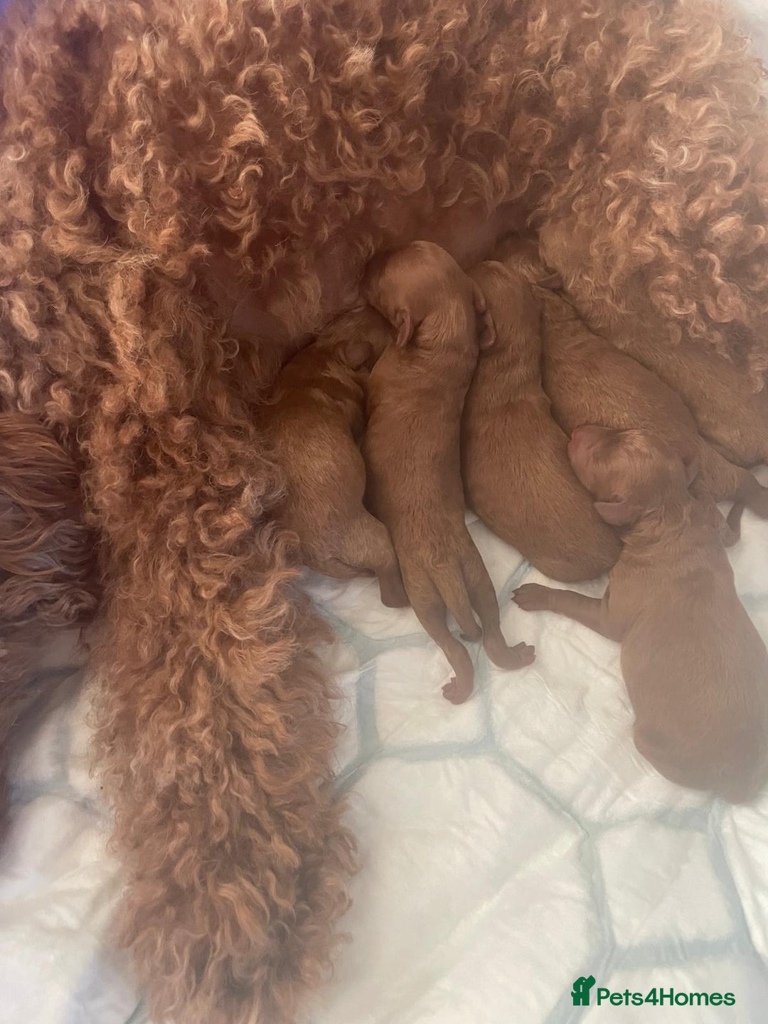 Miniature Poodle dogs for sale: 5 generation pedigree beautiful red mini poodles - Image 15