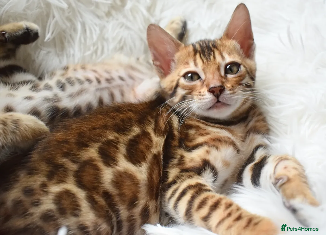 Bengal cats for sale: Beautiful Bengal kittens  - Image 8