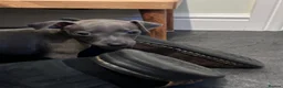 Italian Greyhound dogs for sale: Italian greyhound  in Holyhead - Advert 5