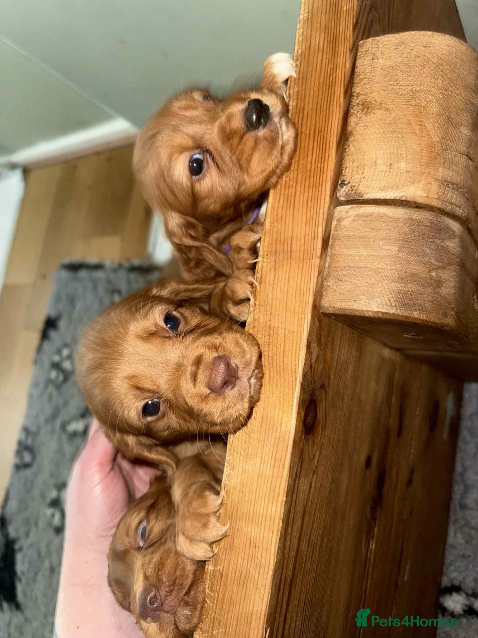 Cocker Spaniel dogs cocker spaniel puppies *two boys left* - Advert 7
