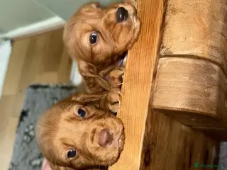 Cocker Spaniel dogs cocker spaniel puppies *two boys left* - Advert 7