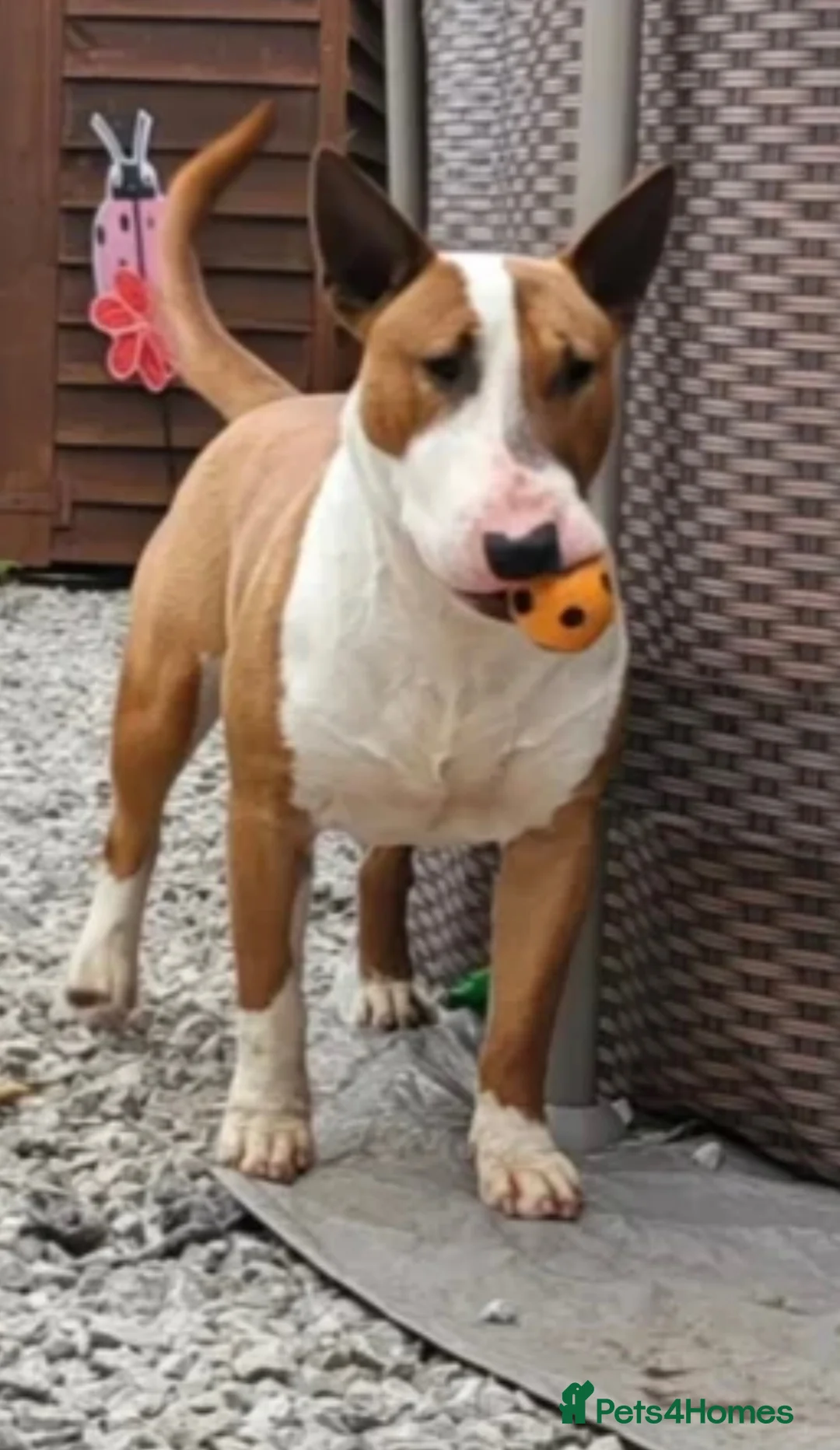 English Bull Terrier dogs for sale: 1 boy English bullterrier available  in Manchester - Advert 10