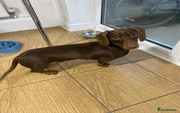 Dachshund dogs for sale: Puppy for sale  - Image 2
