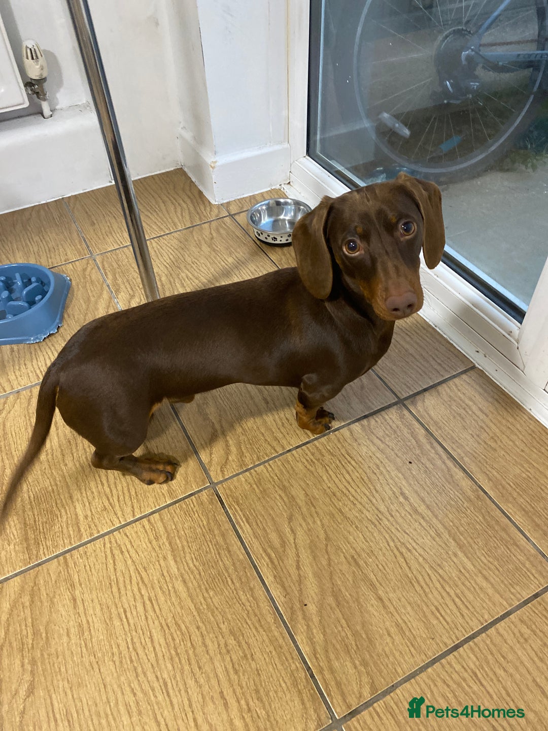 Dachshund dogs for sale: Puppy for sale  - Image 2