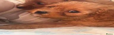 Cavapoo 7