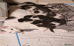 Mixed Breed cats for sale: 9 adorable Disney kitten couples  - Image 28