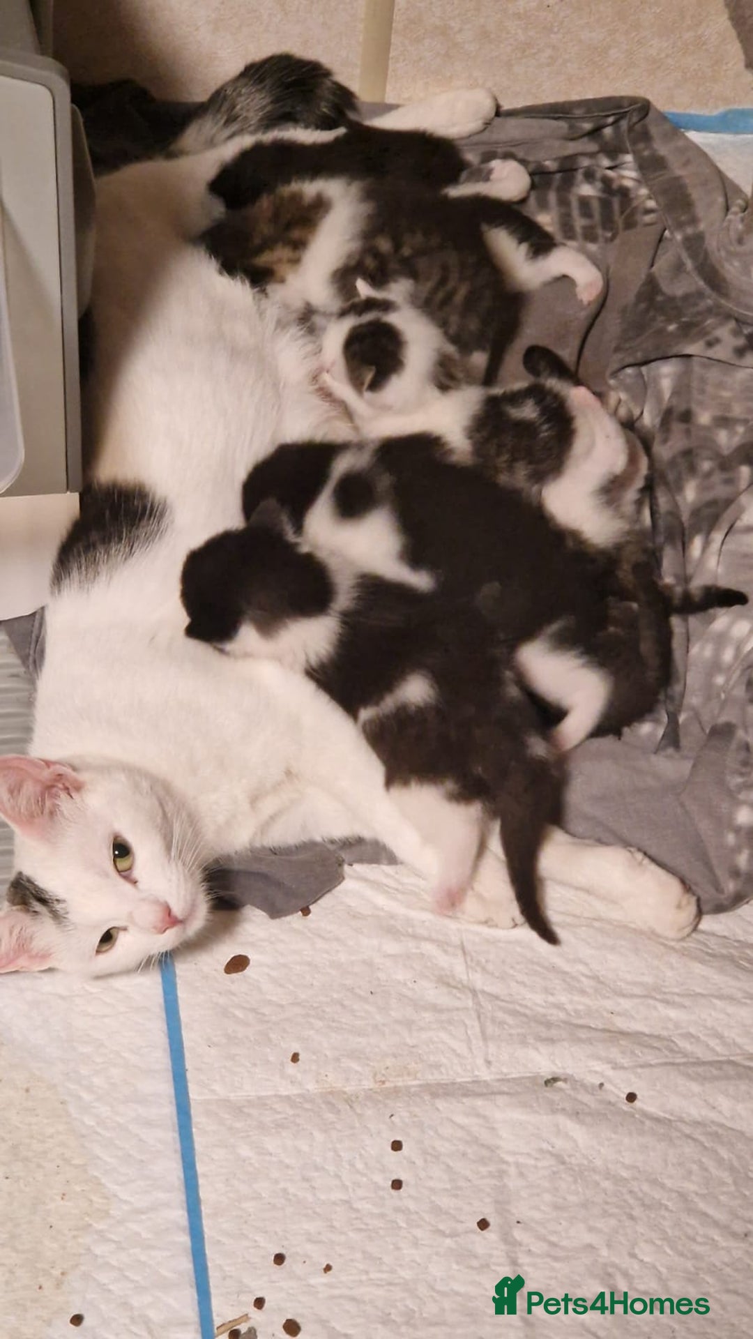 Mixed Breed cats for sale: 9 adorable Disney kitten couples  - Image 28