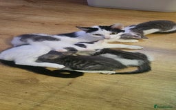 Domestic Shorthair cats for sale: 3 male kittens - Image 4