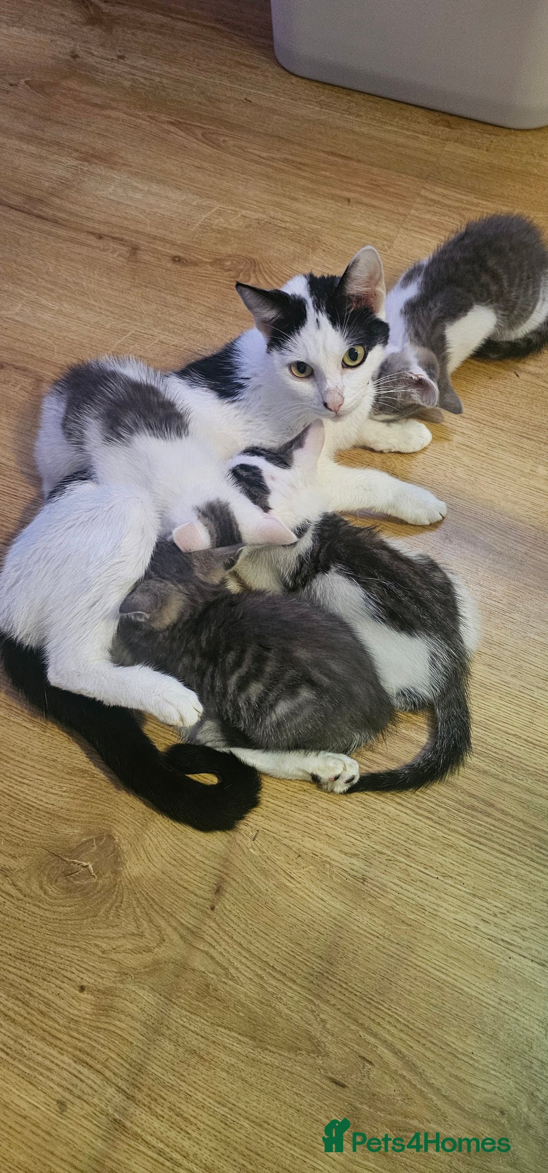 Domestic Shorthair cats for sale: 3 male kittens - Image 4