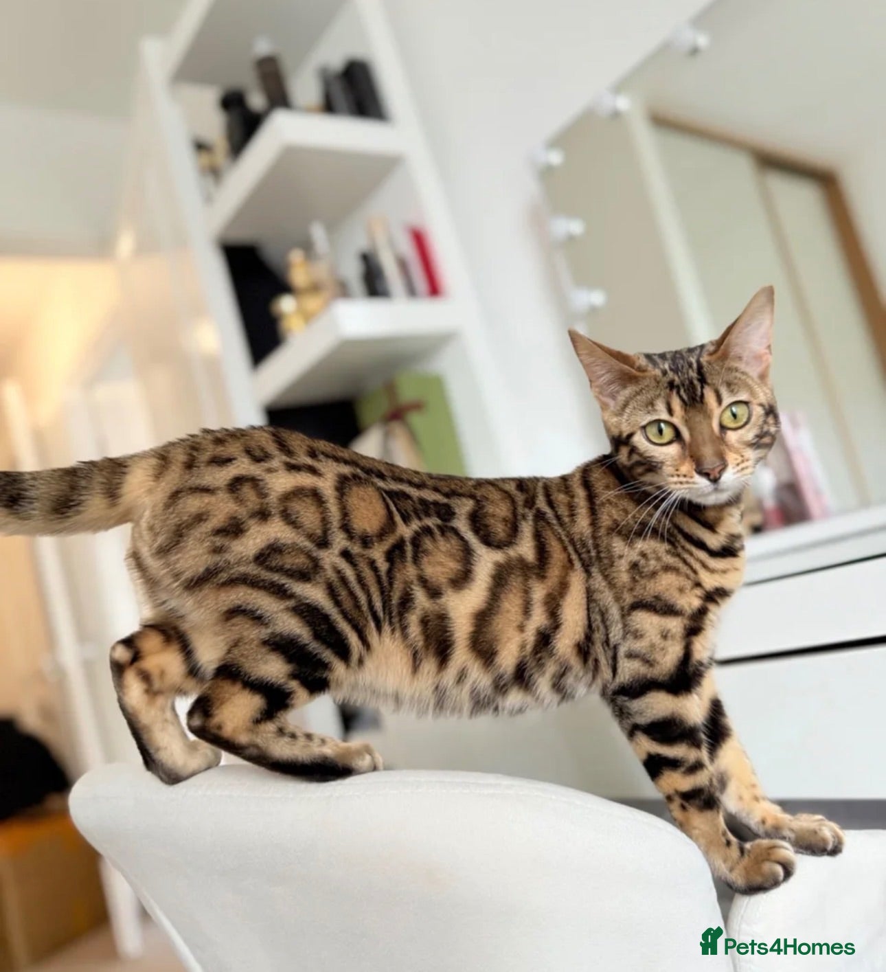 Bengal cats BEAUTIFUL BABY BENGALS FOR SALE  - Advert 1