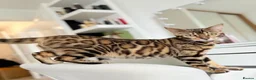 Bengal cats for sale: BEAUTIFUL BABY BENGALS FOR SALE  - Advert 2
