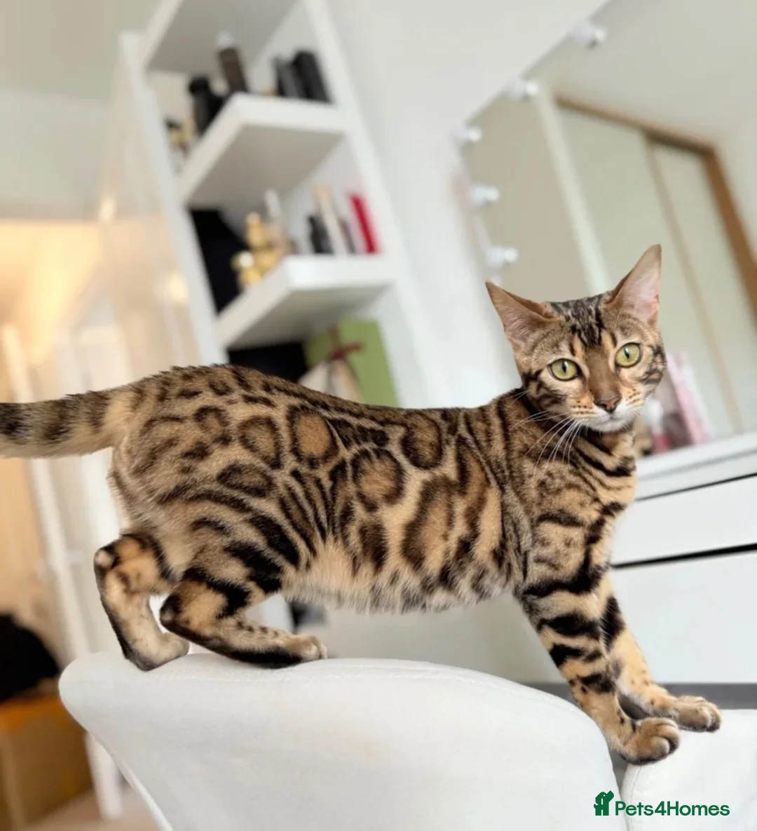 Bengal cats for sale: BEAUTIFUL BABY BENGALS FOR SALE  - Advert 2