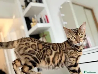 Bengal cats BEAUTIFUL BABY BENGALS FOR SALE - Advert 1
