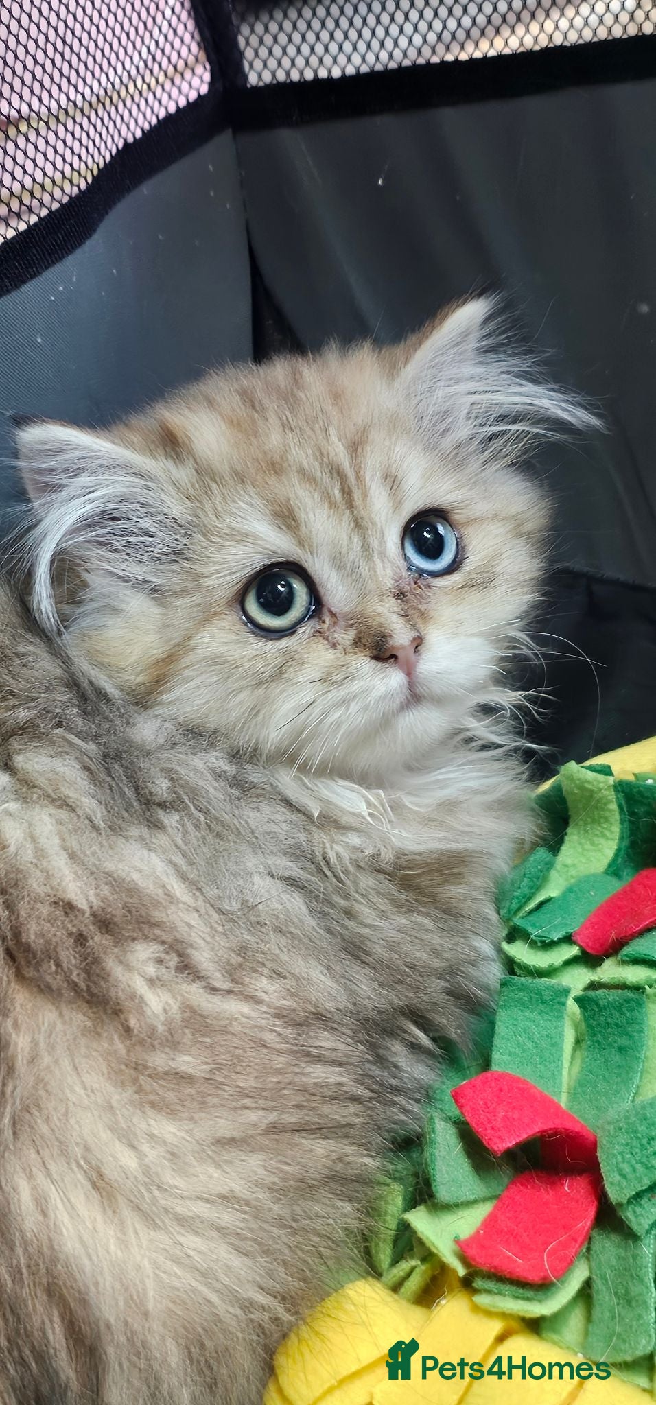 British Shorthair cats Bsh GOLDEN Chunky Kittens🐱 Ready go now - Advert 5