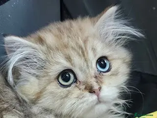 British Shorthair cats Bsh GOLDEN Chunky Kittens🐱 Ready go now - Advert 5
