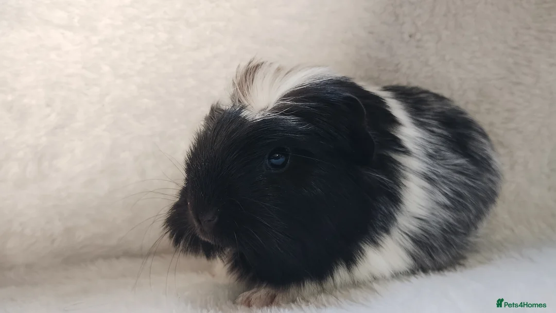 Guinea Pig rodents for sale: Baby cornet sisters guinea pig delivery available - Advert 13