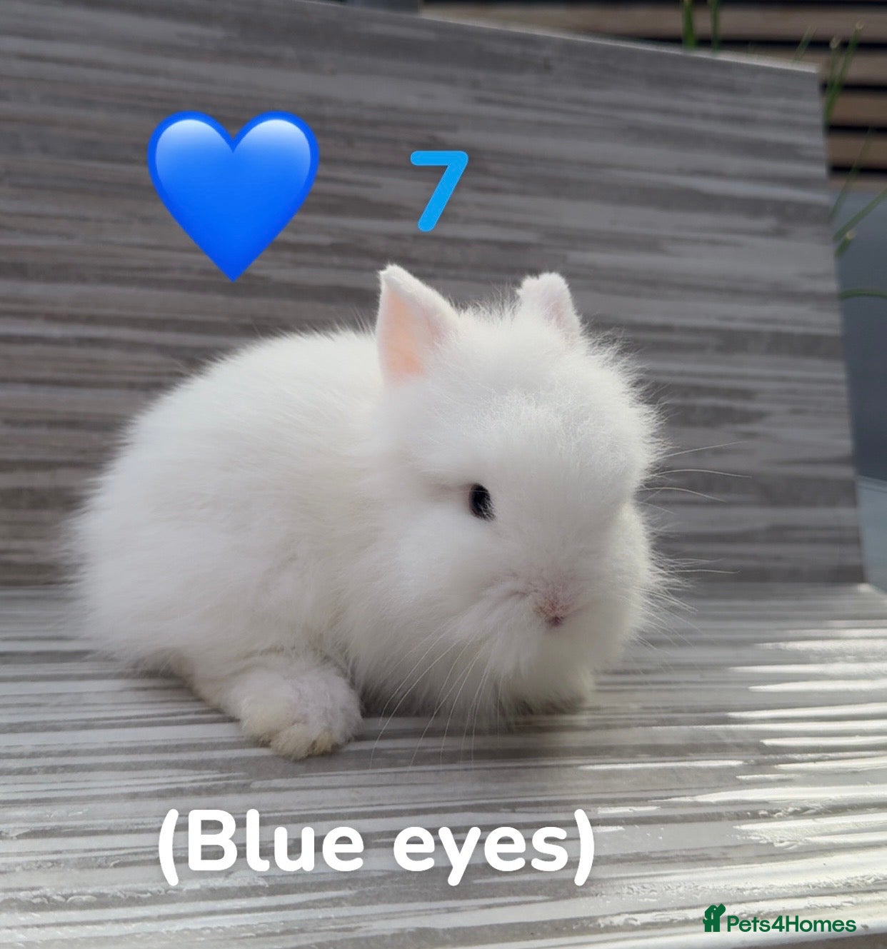Lionhead rabbits Lionhead bunnies ready June 6th - Advert 1
