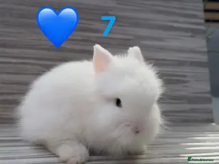 Lionhead rabbits Lionhead bunnies ready now still available - Advert 1