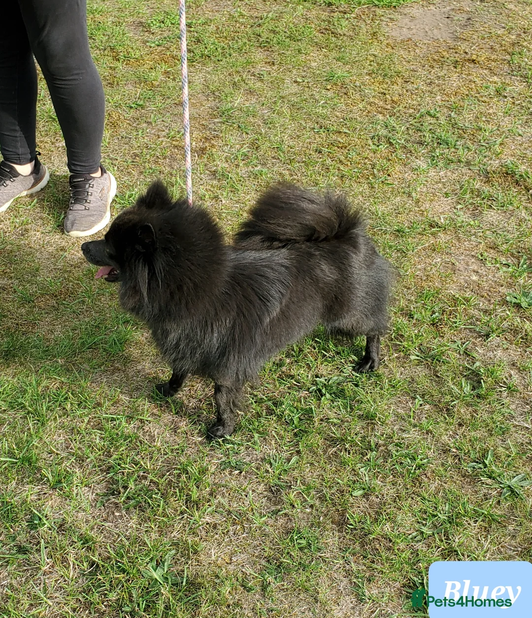 German Spitz dogs for sale: Beautiful Bluey Looking for Loving Home - Advert 13