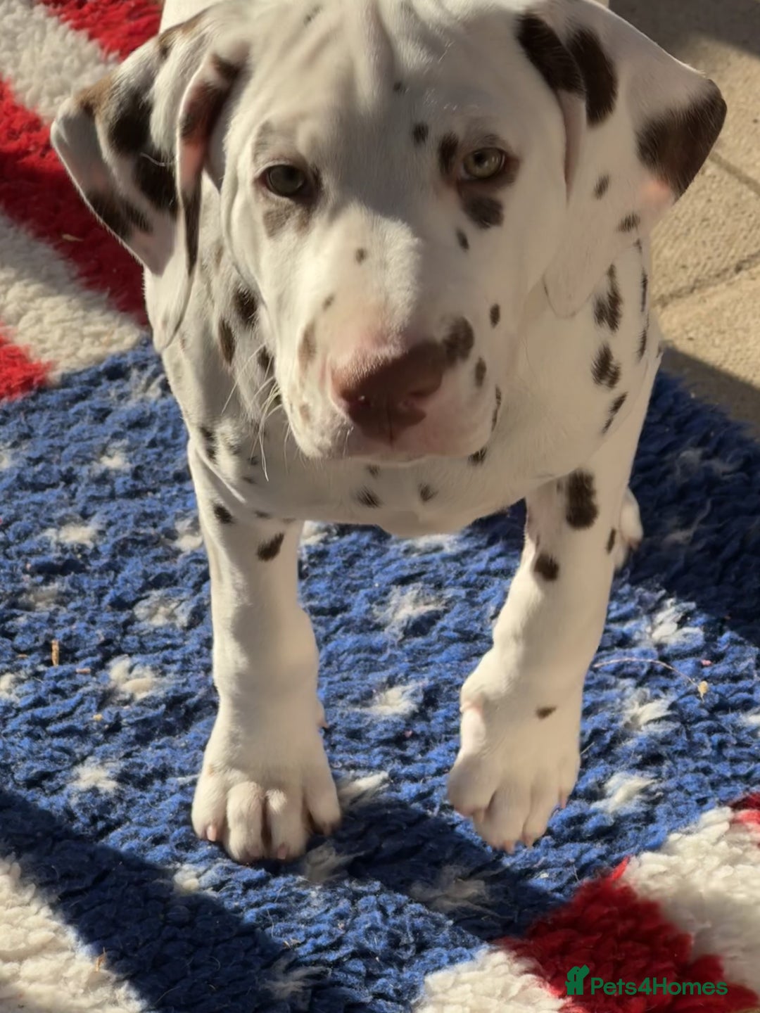Dalmatian dogs for sale: Tamilanda Dalmatian's - Advert 20