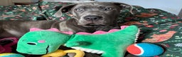 Cane Corso dogs for sale:  5-Month Cane Corso Puppy Looking for Forever Home - Advert 4