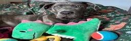 Cane Corso dogs for sale:  5-Month Cane Corso Puppy Looking for Forever Home - Advert 4