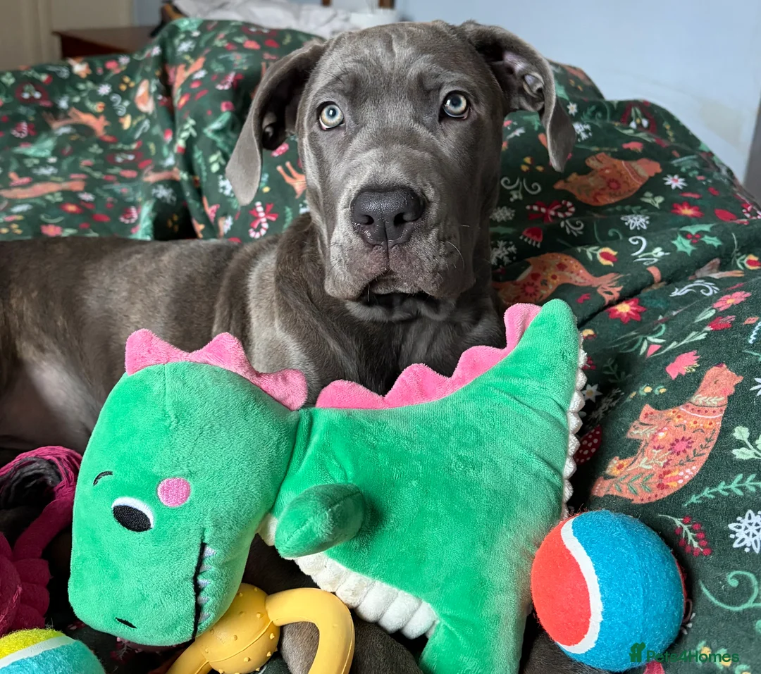 Cane Corso dogs for sale:  5-Month Cane Corso Puppy Looking for Forever Home - Advert 4