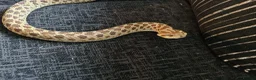 Snake reptiles for sale: Hognose snake in Gainsborough - Advert 5