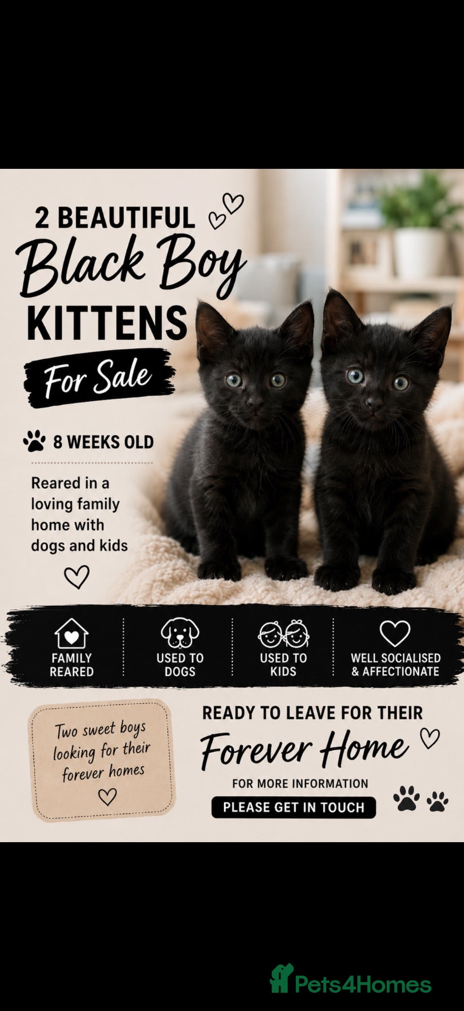 British Shorthair cats BRITTISH SHORT HAIR X - Advert 7