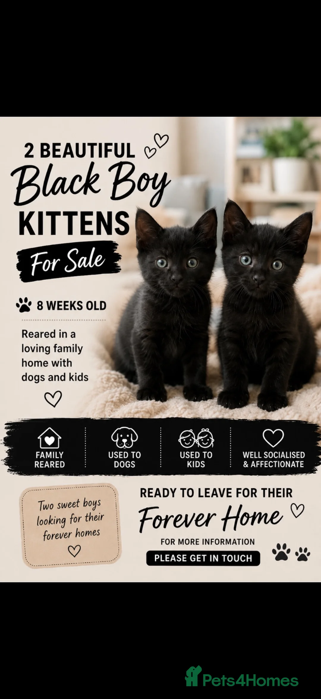 British Shorthair cats for sale: BRITTISH SHORT HAIR X - Advert 1
