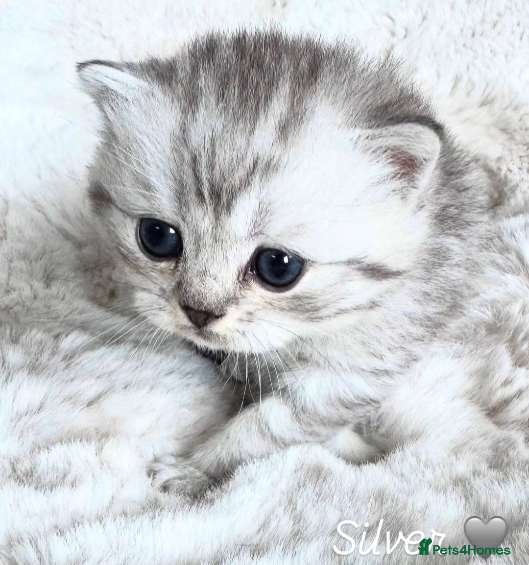 British Shorthair cats for sale: Beautiful silver British shorthair kittens - Image 2