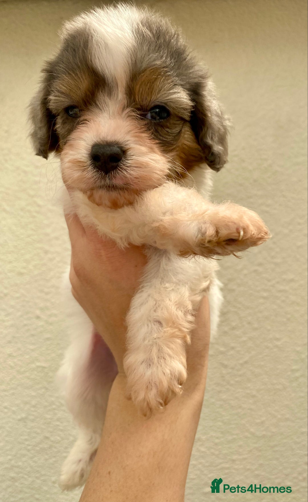Cavapoo dogs for sale: Extensively Health tested F1 Toy Cavapoo puppies - Image 8