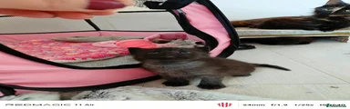Maine Coon mummy 1 & Russian blue daddy