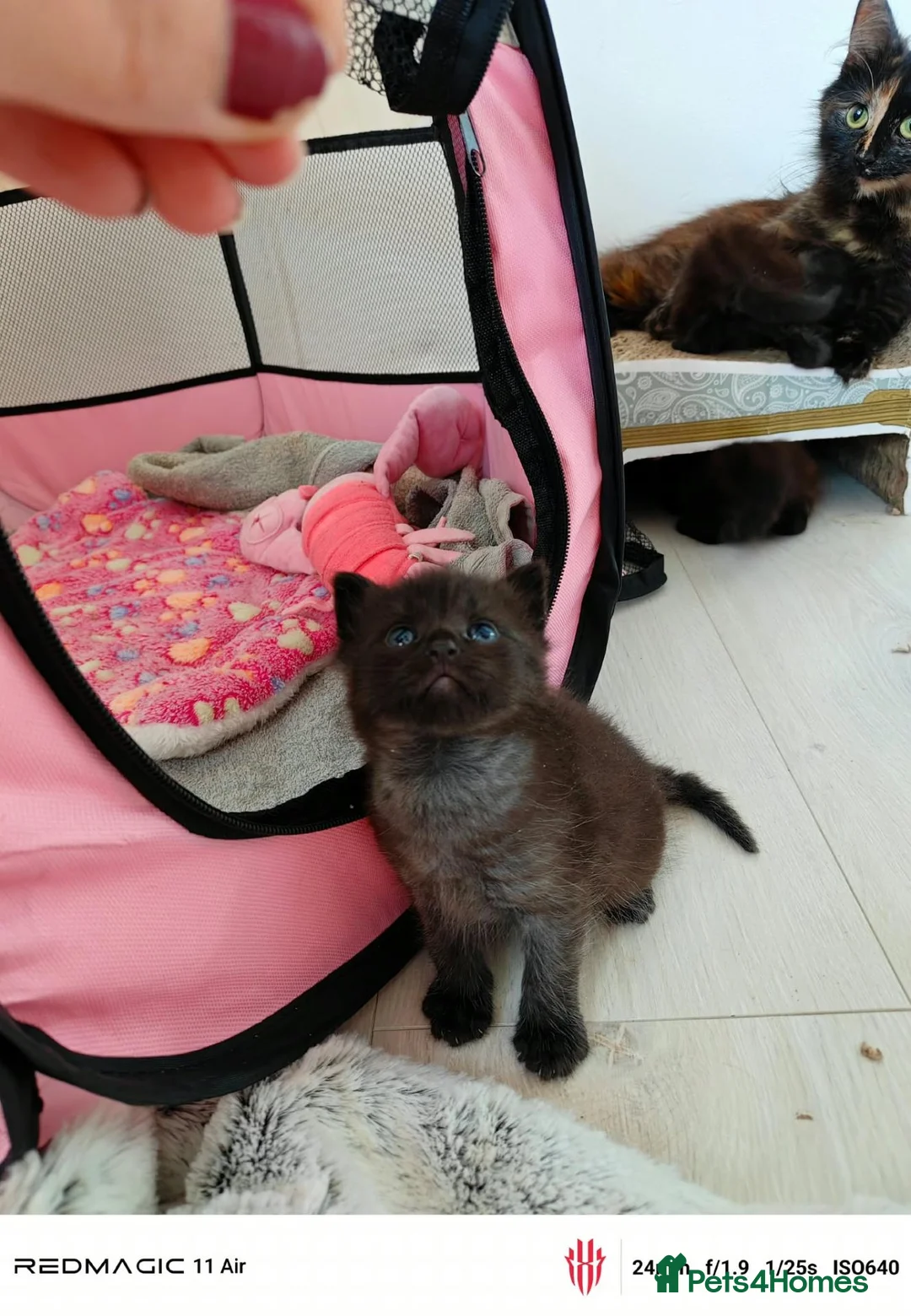 Maine Coon cats for sale: Mummy is part main coon  in Leicester - Advert 8
