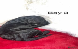 Cockapoo dogs for sale: F1B cockapoos (Merls & Solid Black) - Advert 4