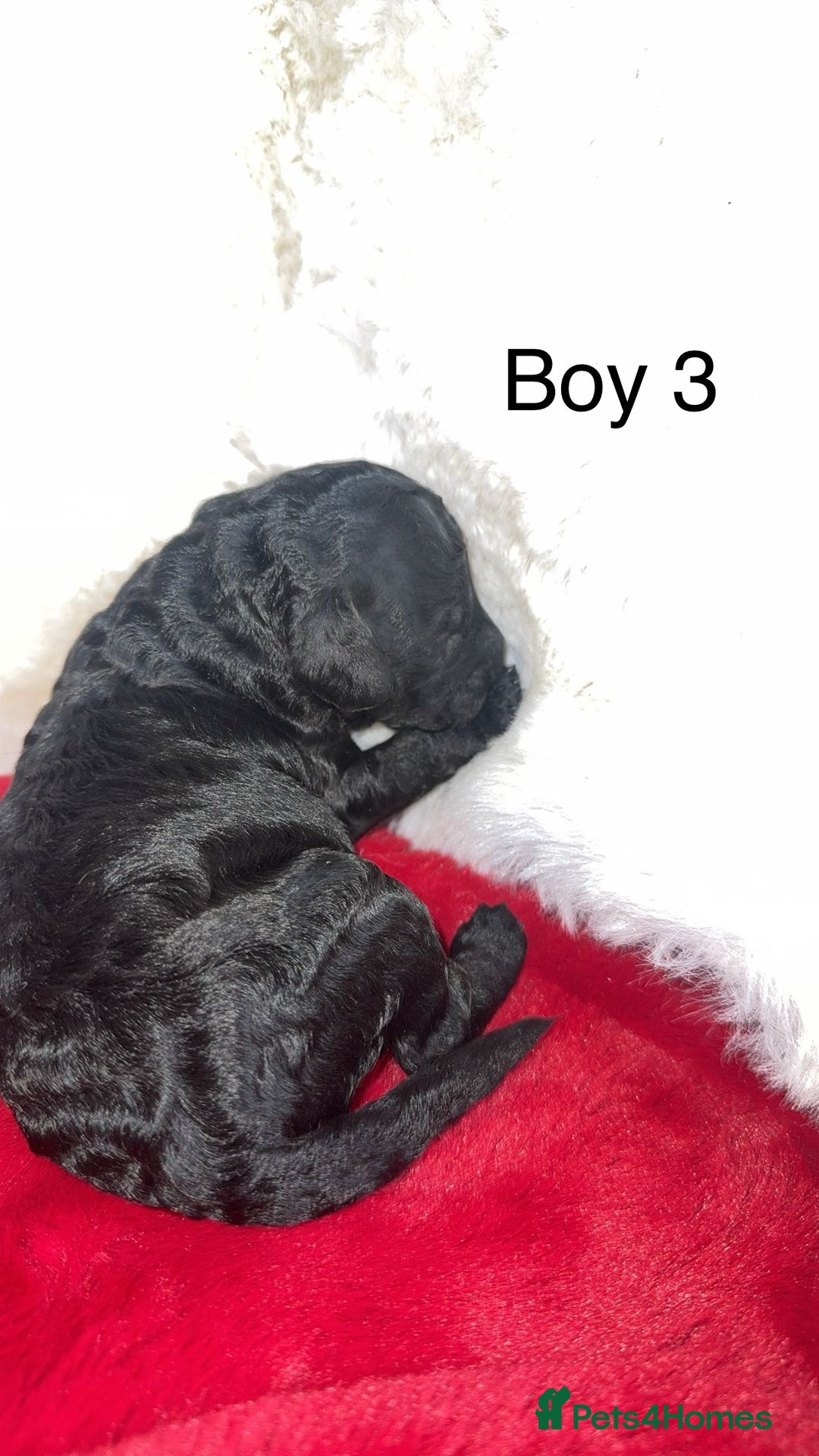 Cockapoo dogs for sale: F1B cockapoos (Merls & Solid Black) - Advert 4