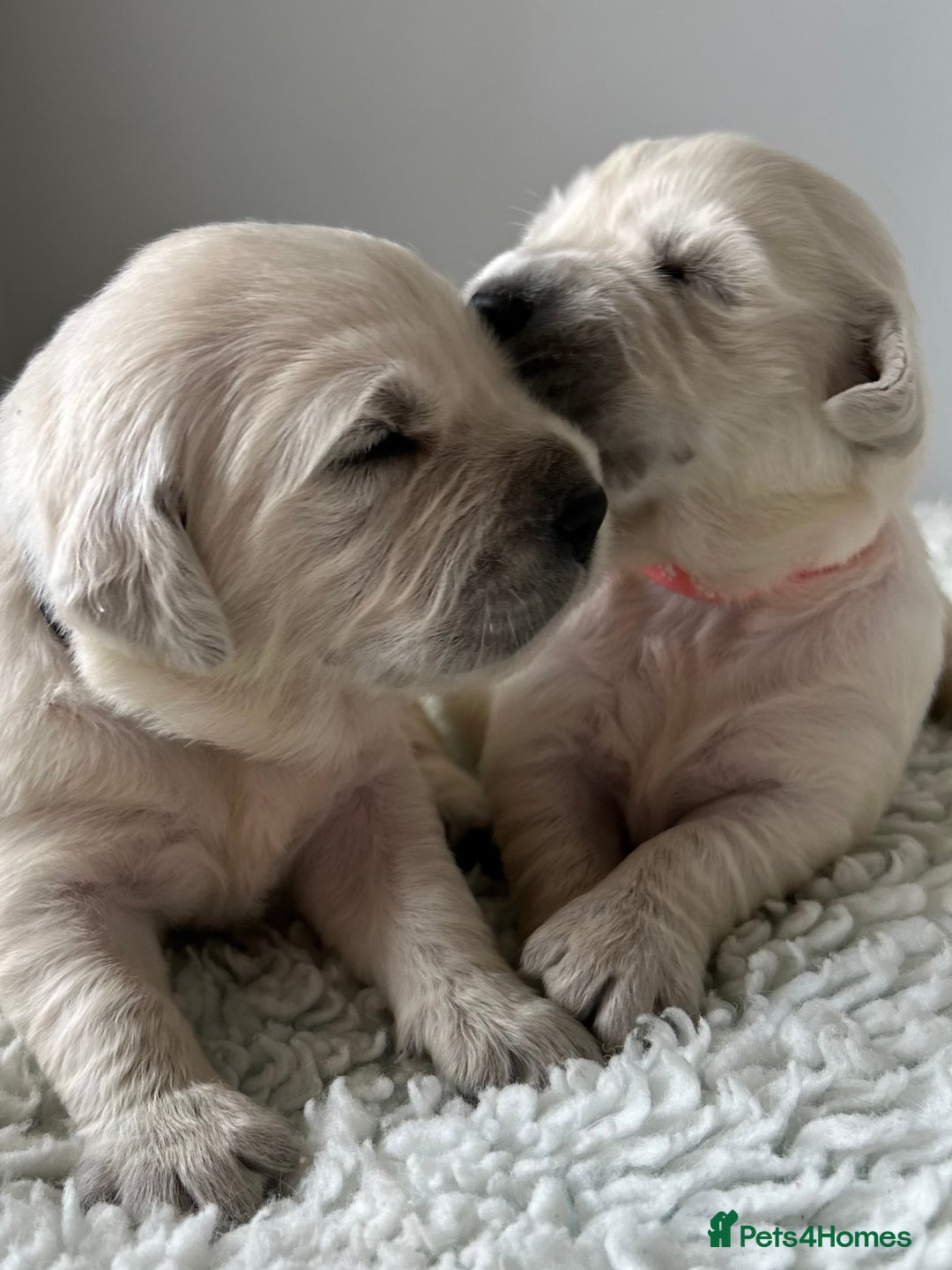 Golden Retriever dogs for sale: 1 Gorgeous Boy Available  - Image 7