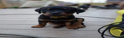 Rottweiler dogs for sale: 🐾KC Rottweiler Puppies– Family Raised – 27th Jun - Advert 4