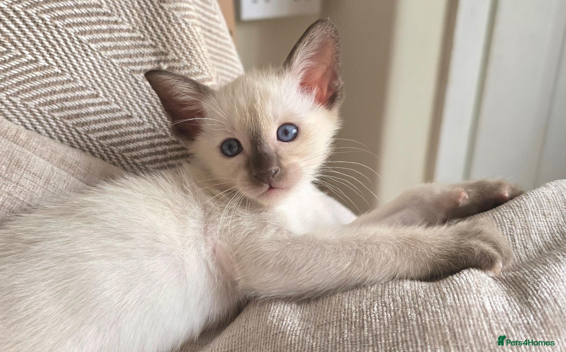 Siamese cats 🐾 Sweet siamese little boy 🐾  - Advert 9
