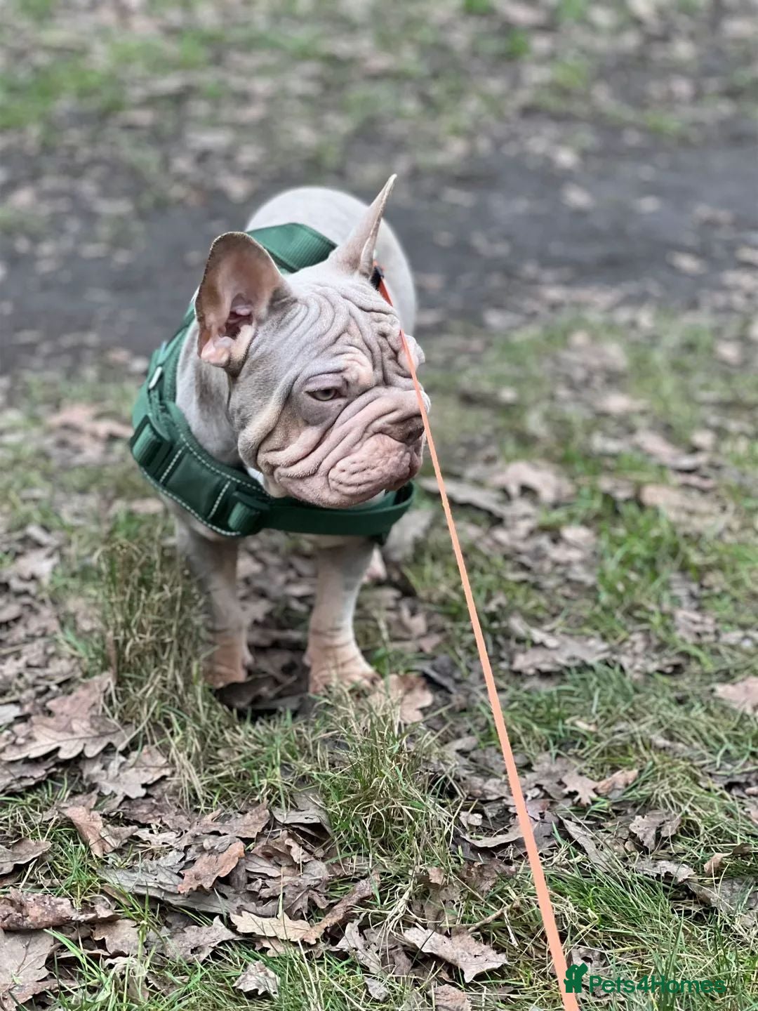 French Bulldog dogs Velvet Big Rope French bulldog kc reg  - Advert 2