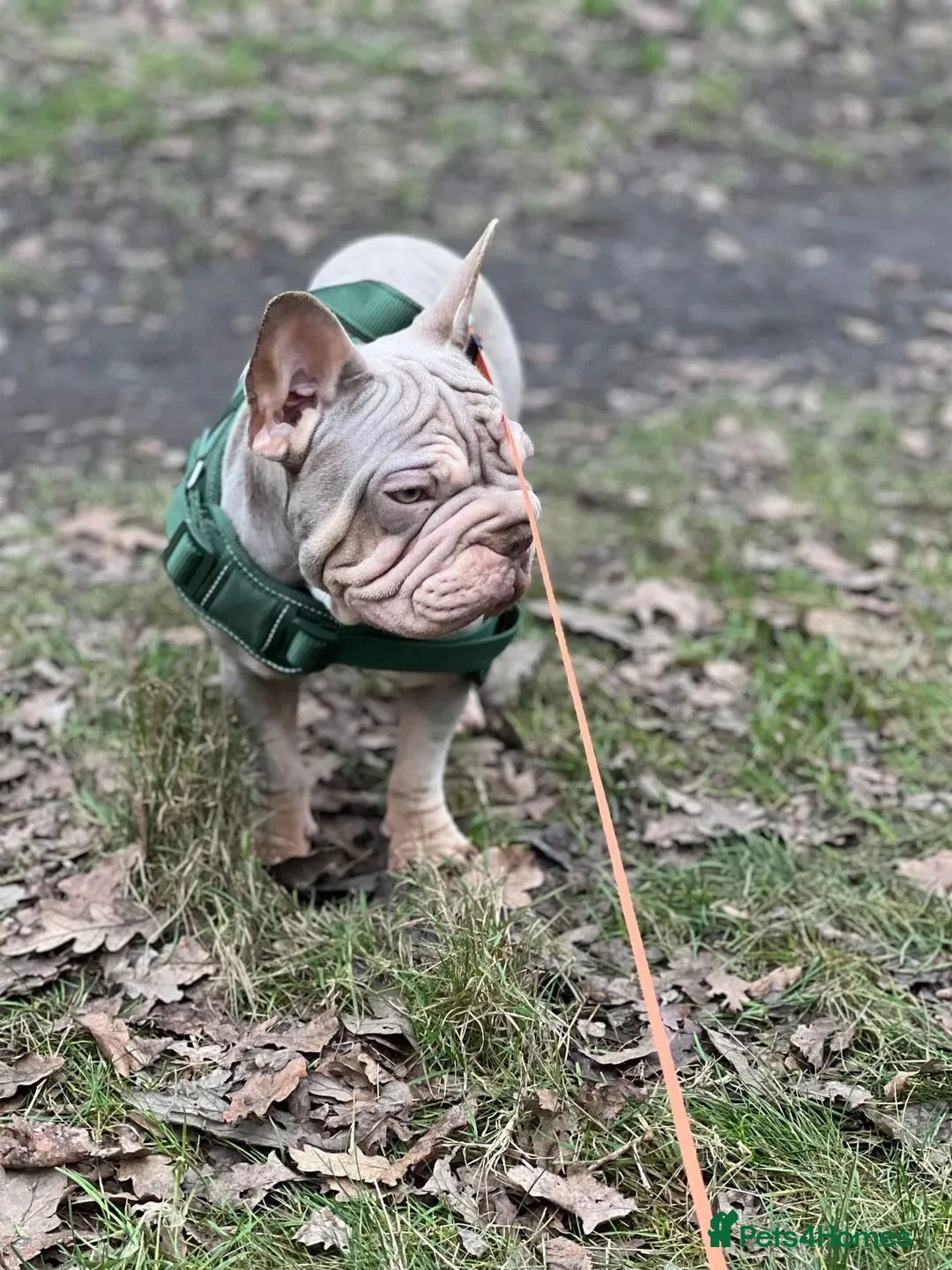 French Bulldog dogs for sale: Velvet Big Rope French bulldog kc reg  in Dagenham - Advert 1